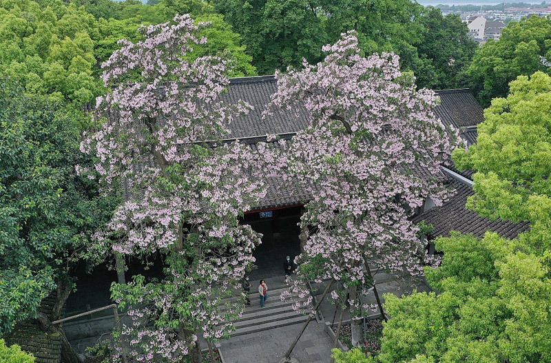 Two ancient Manchurian catalpa trees in full blossom in Hangzhou