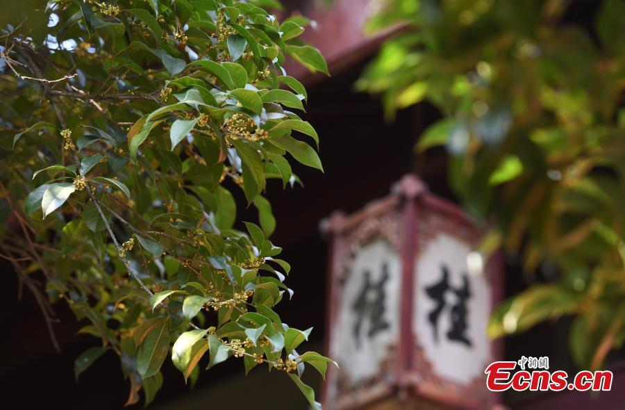 Blooming sweet Osmanthus flowers draw visitors to Hangzhou