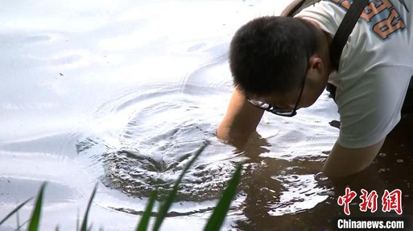 Team grows over 310,000 square meters of aquatic plants in West Lake