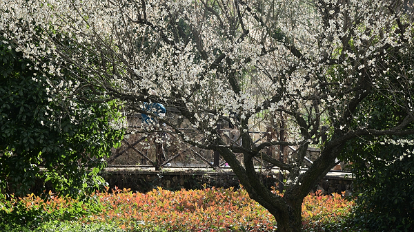 Strolling in the plum blossoms in Linping, Hangzhou
