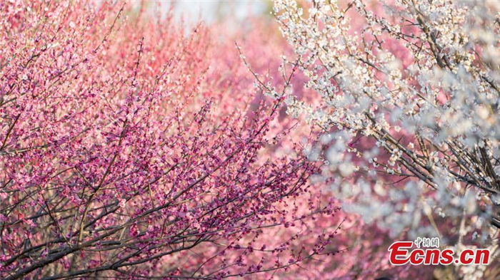 20,000 plum trees in full blossom at Hangzhou wetland park