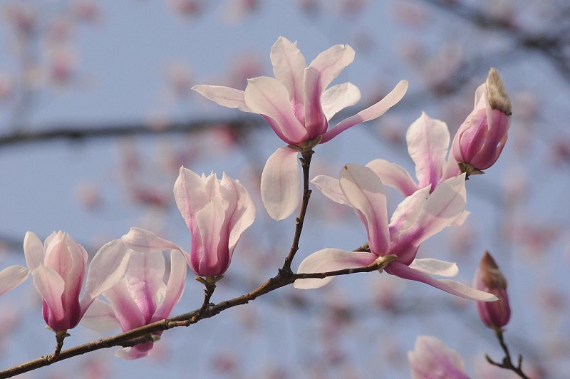 Stunning but endangered Magnolia blooms in Hangzhou