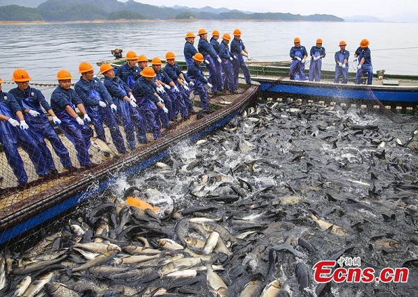 Fishermen mark 2023 first fish harvest in Hangzhou