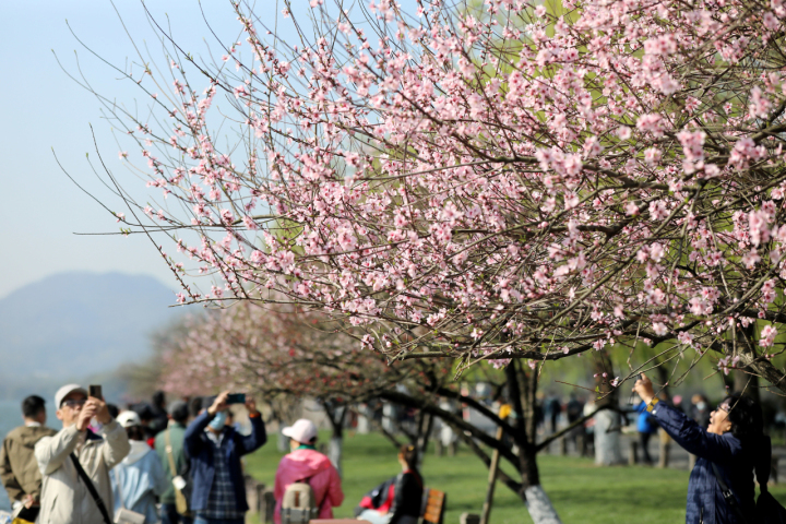 Spring brings a touch of vibrancy to Hangzhou