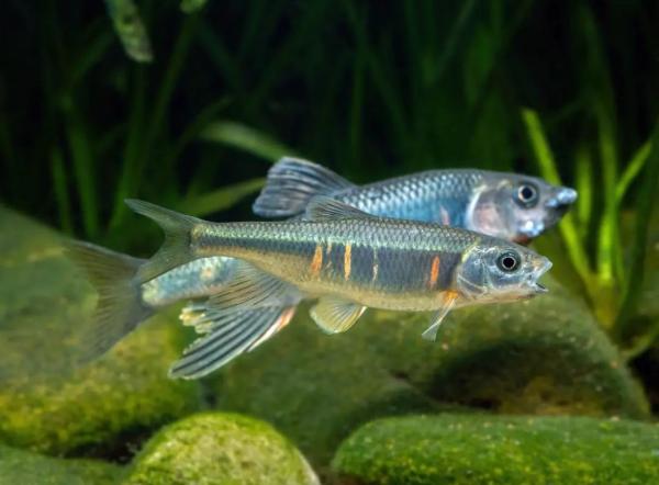 New fish species found in mother river of Yuhang