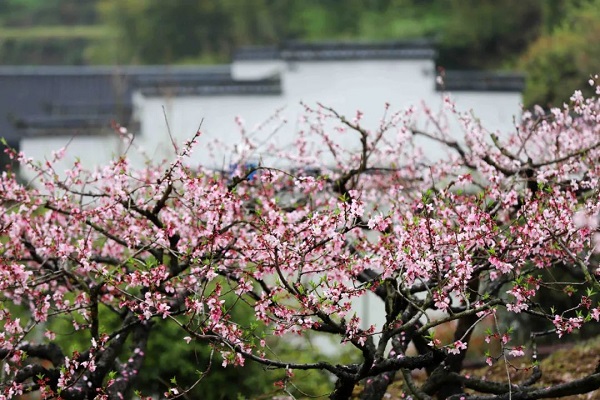 In pics: peach blossoms in Hangzhou