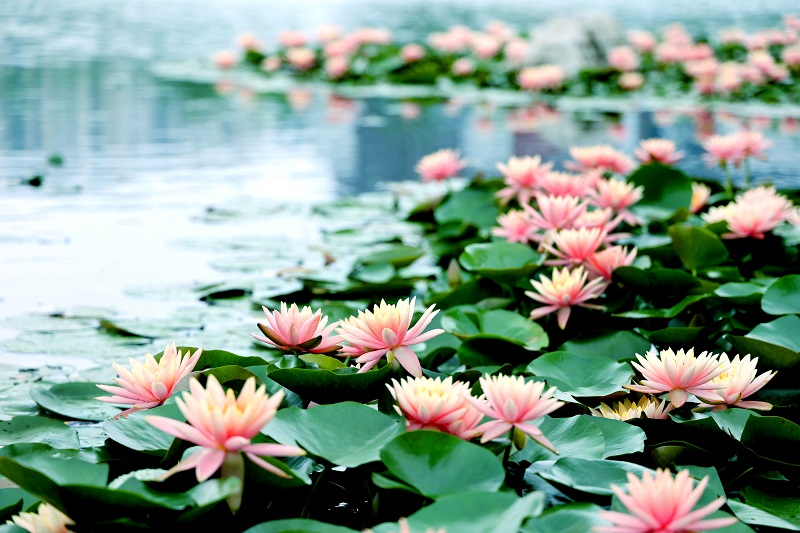 Blossoming lotuses herald the onset of summer