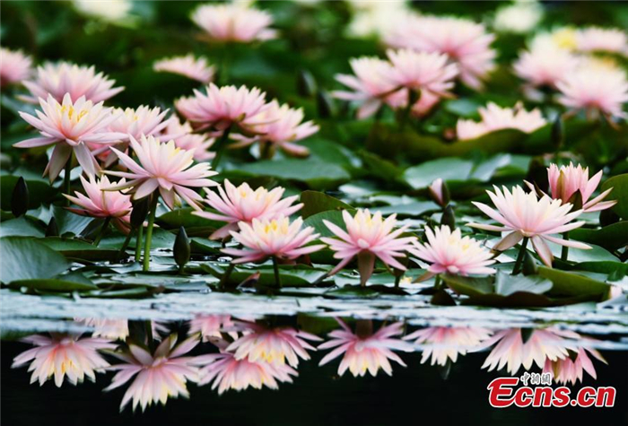 Water lilies in full bloom in Hangzhou