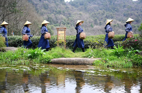 West Lake Longjing tea plantations launch unique tea-picking outfits