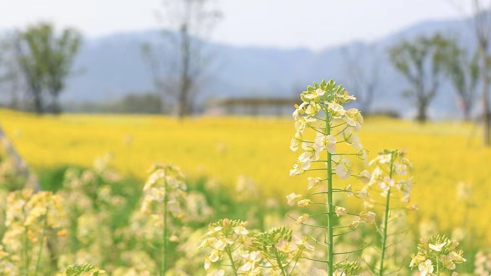 Enjoy the view of a rapeseed flower field in Hangzhou