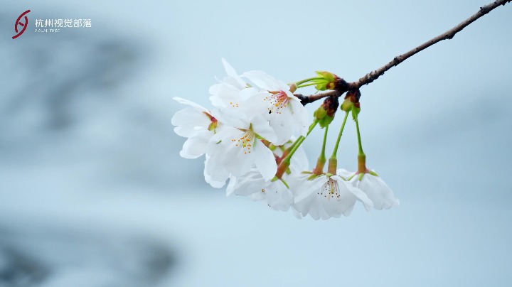 Cherry blossom trees add delicate color to Hangzhou