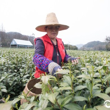 Picking season for Longjing tea approaching