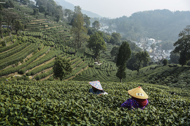 Longjing Tea greets harvest season
