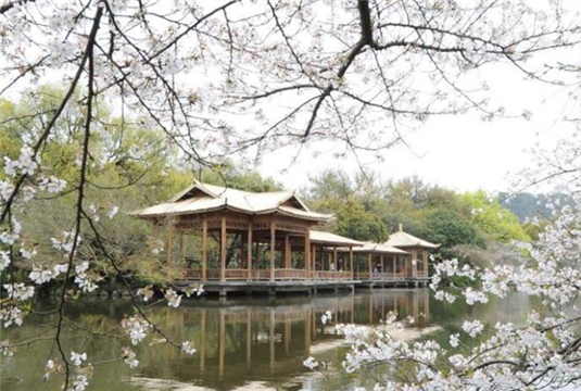 Cherry blossoms add beauty to scenic area in Hangzhou