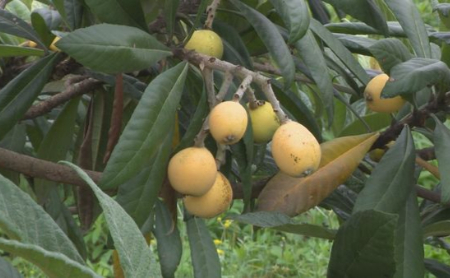 Loquat trees to welcome harvest season