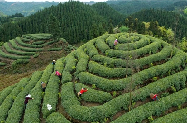 A closer look at Chinese tea's application for world heritage status