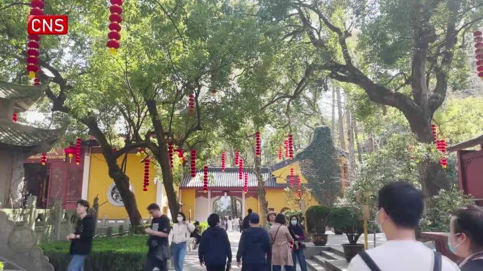 500-year-old magnolia tree attracts visitors at Faxi Temple
