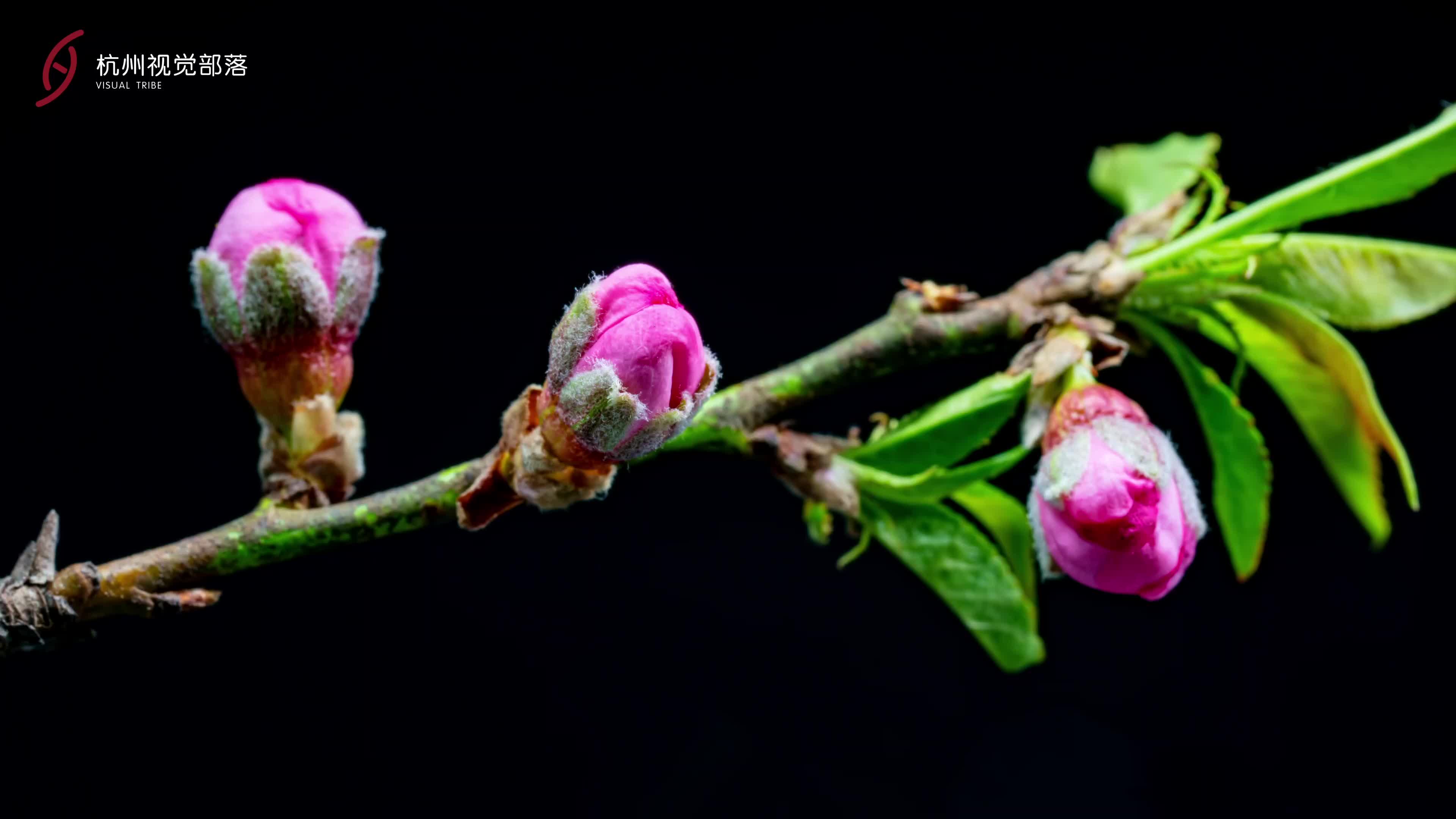 Flowers provide a burst of wonder in Hangzhou