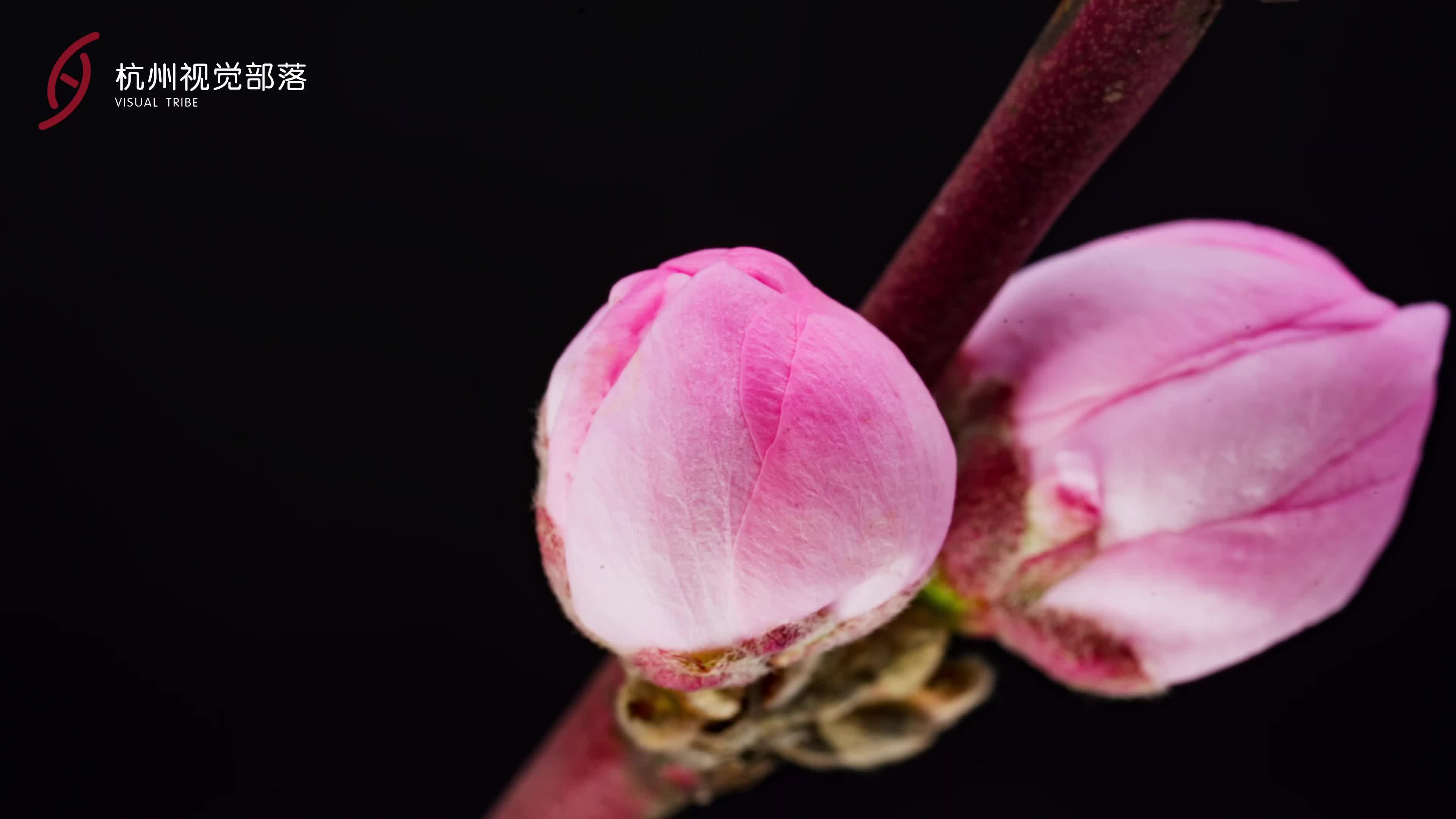 Peach blossoms enter prime season in Hangzhou