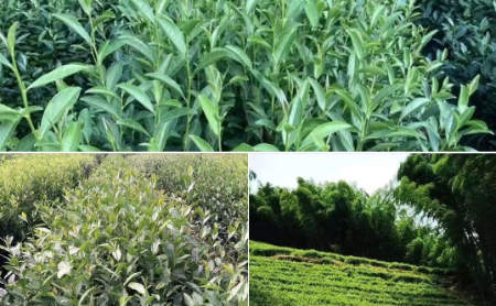 Jingshan green tea varieties win national certificates