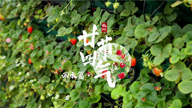 24 Solar Terms in Hangzhou: Rain Water