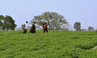 Liangzhu archaeological park reopens after lengthy closure