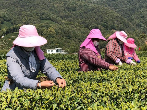 farmers pick tea leaves hangzhou.jpg