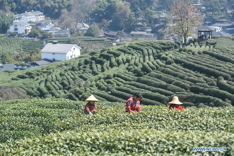 Hangzhou tea-picking workers.jpeg