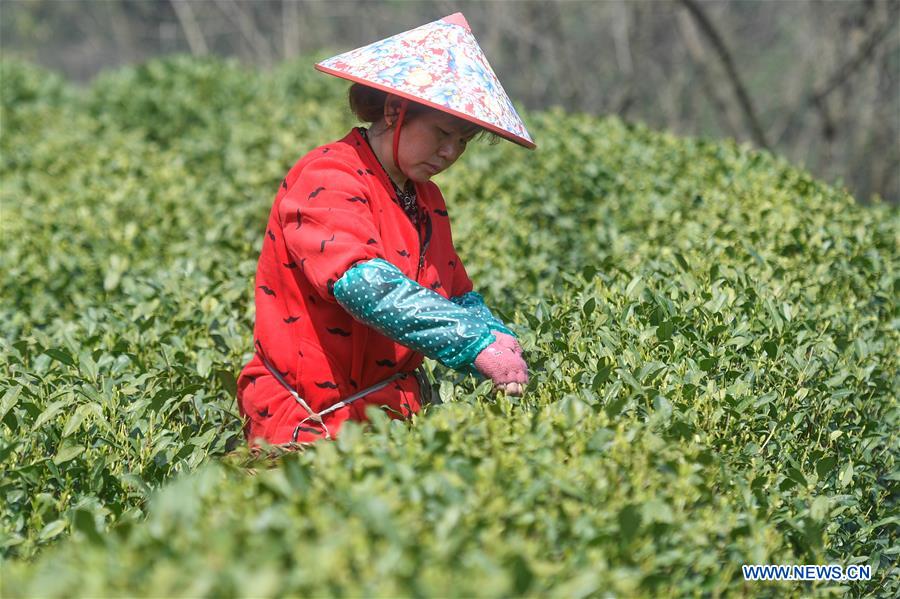 Hangzhou pick tea1.jpeg