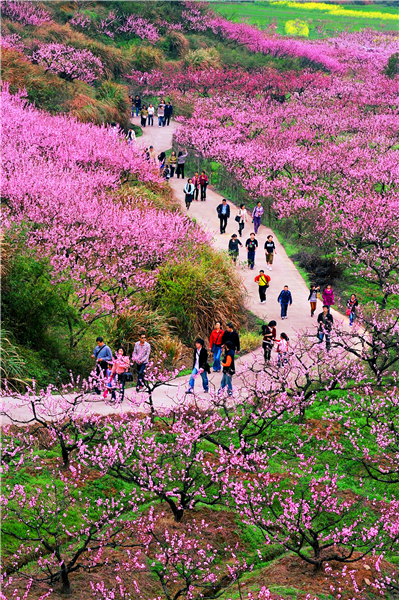 flower bloom Tonglu.jpg