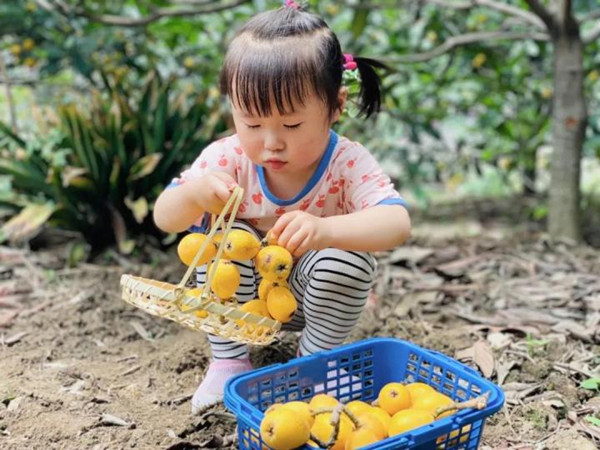 hangzhou loquat.jpg