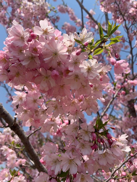 cheery blossoms hangzhou.jpg