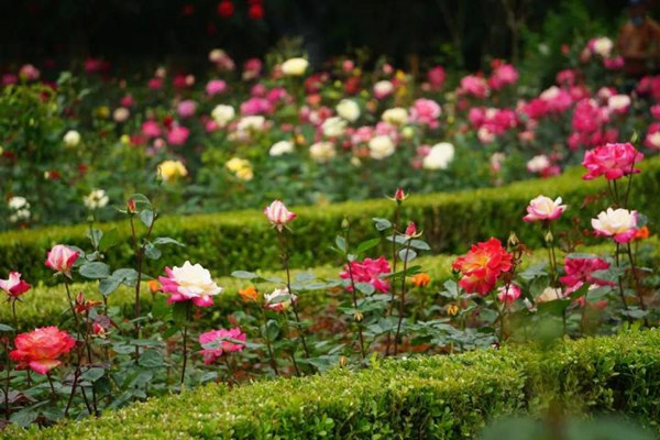 Hangzhou chinese roses.jpg