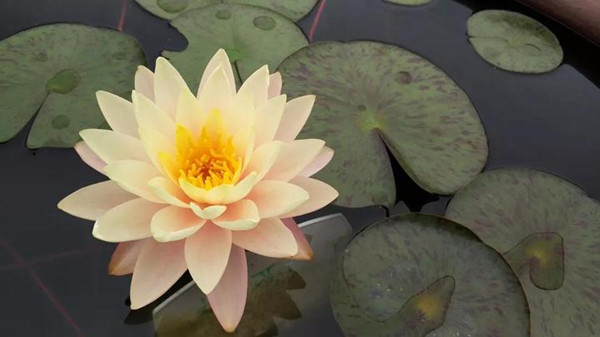 lotus flower.jpg