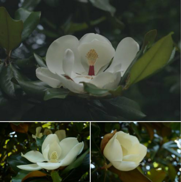 花开_meitu_1.jpg