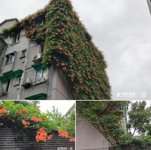 花墙.jpg