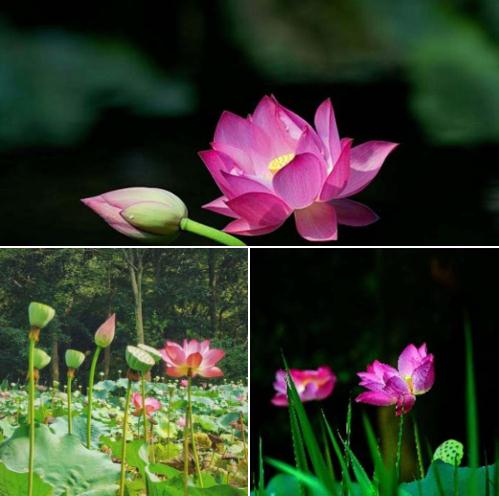荷花.jpg