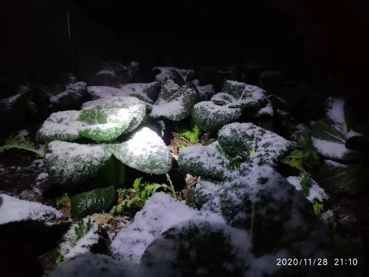 Snow.jpg