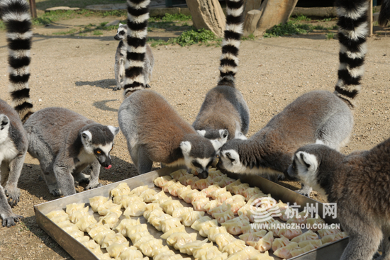 冬至饺子2.jpg