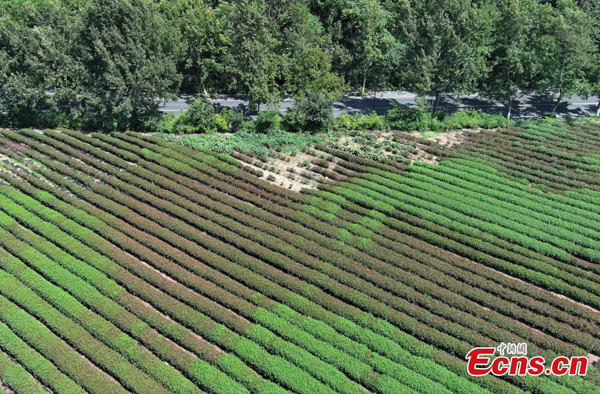 Longjing tea leaves sunburnt in Hangzhou