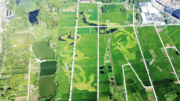 Phoenix patterns carved out of terraced fields in Tonglu