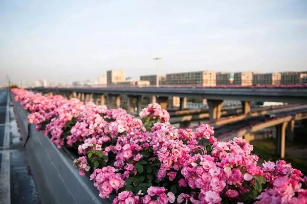 Floral displays spruce up Hangzhou for Asian Games