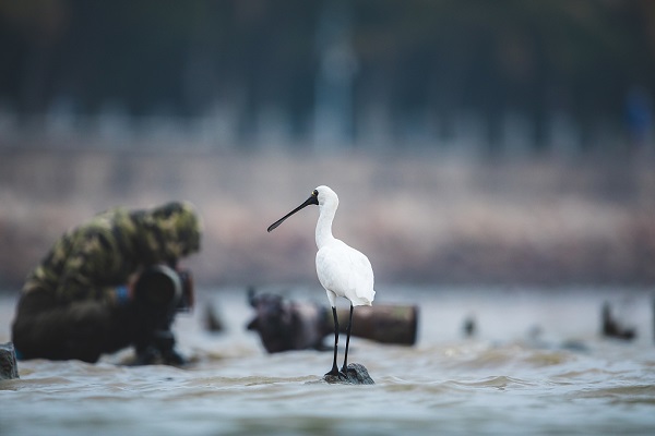 China is protecting migratory paths for birds