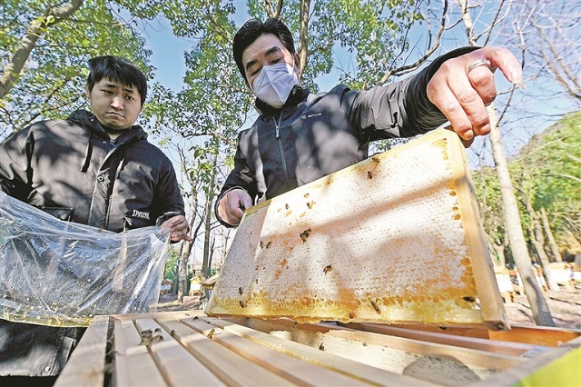 Bees brew lucrative business in Linping