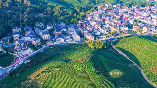 Centuries-old tea garden most recommended site for foreigners