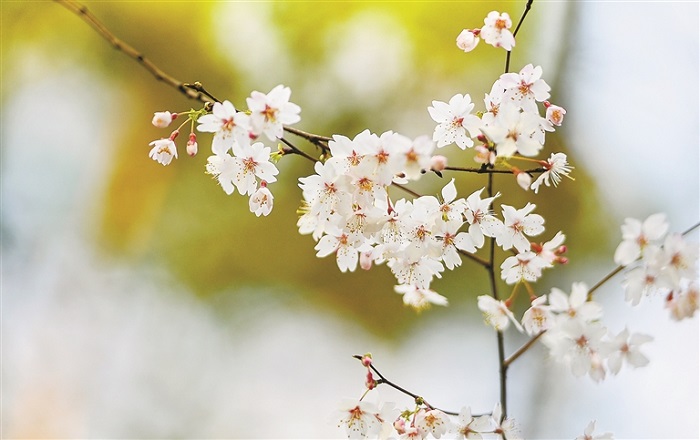 Spring-like scenery appears in Hangzhou