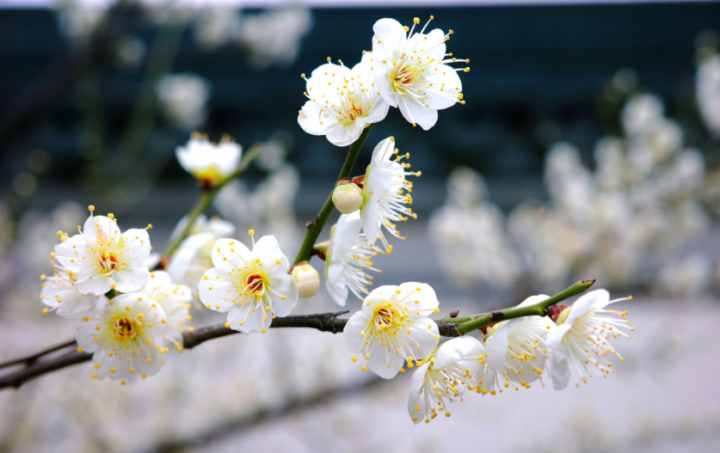 A guide to Hangzhou flowers throughout the year
