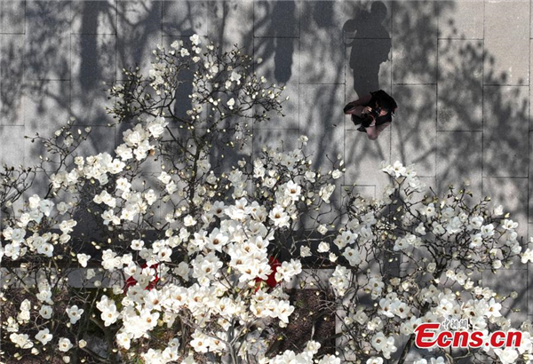 500-year-old magnolia tree blooms in Zhejiang