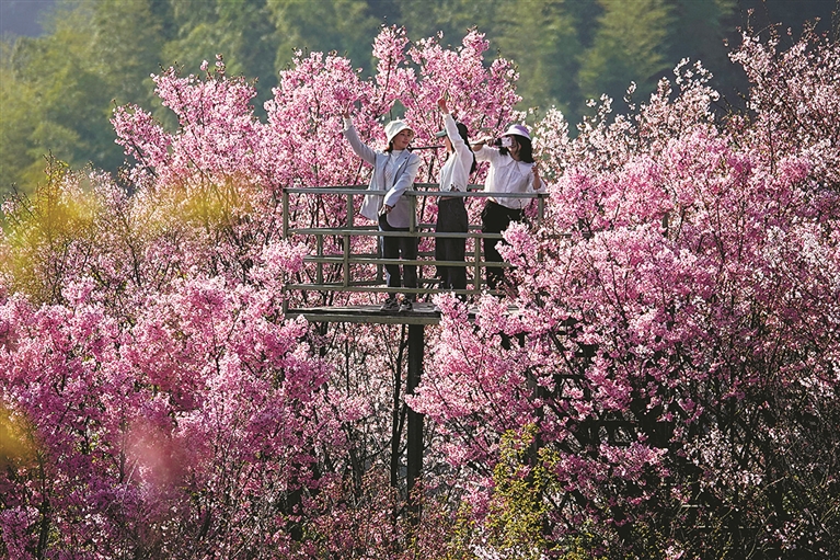 Cherry blossoms attract tourists in Hangzhou