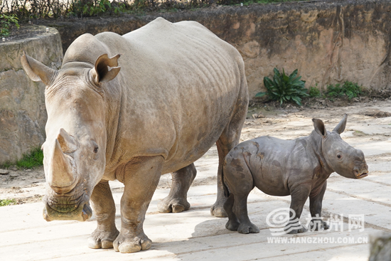 Hangzhou Safari Park welcomes adorable new addition: Baby white rhino